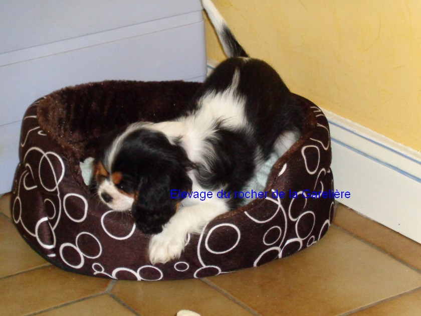 Cavalier King Charles : Lollie du rocher de la Garelire